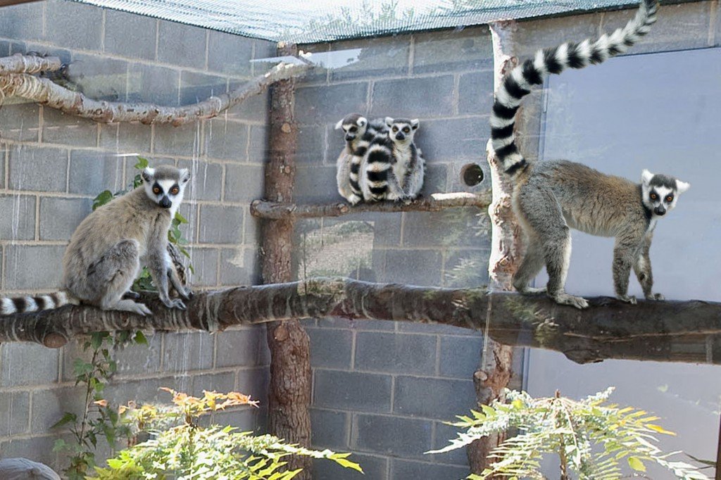 Lemures-Sendaviva-1024x682.jpg