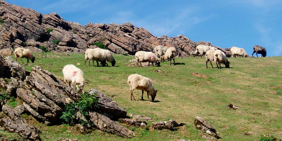 Un rebaño de ovejas pastando en los campos navarros