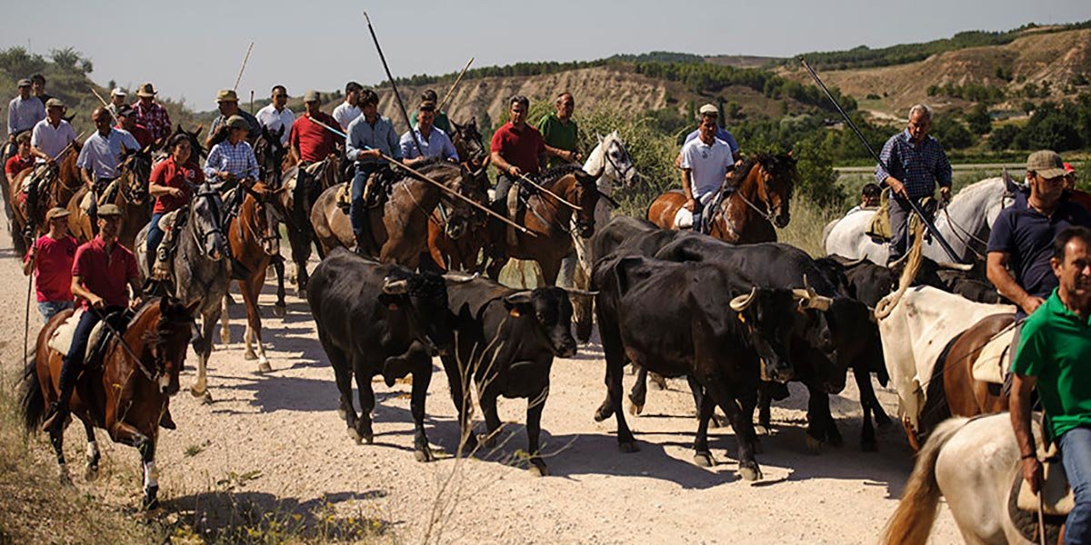 Larraga Fiesta Vaca Brava 2022 1
