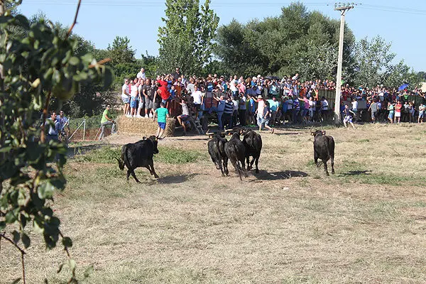 7-Tra&iacute;da-de-las-Vacas-de-Cintru&eacute;nigo-1090.jpg