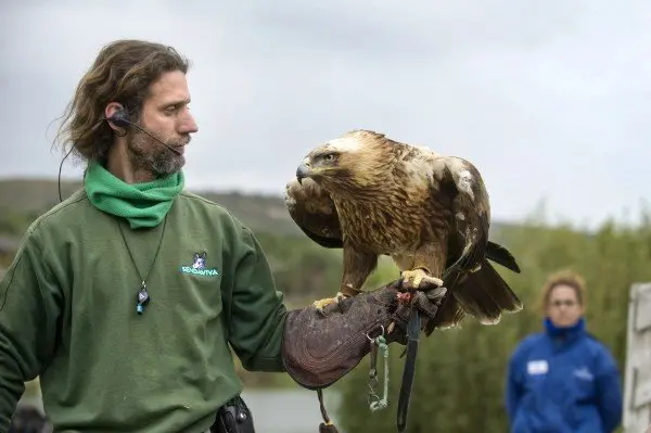 &Aacute;guila-Imperial.jpg