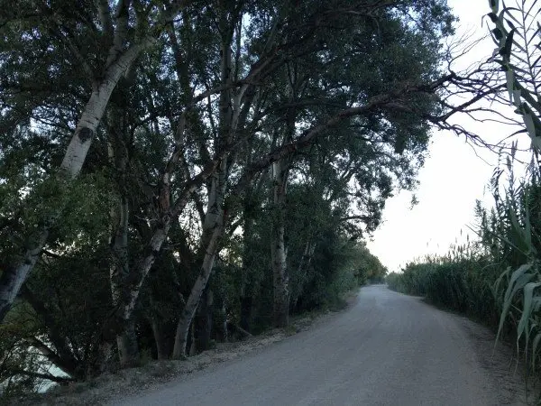 3-&Aacute;rbol-cala&ntilde;ado-en-Traslapuente-1099.jpg