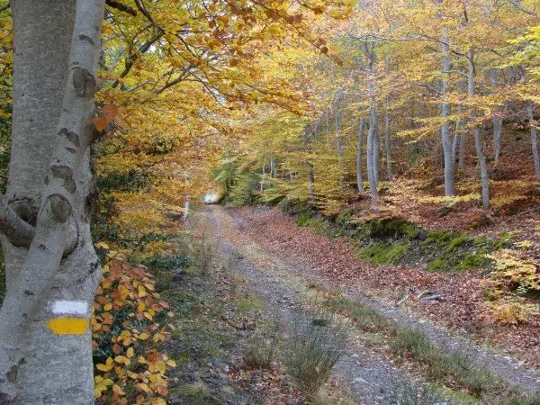 27-Ruta-por-el-Hayedo-de-&Aacute;greda-1100.jpg