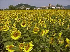 campogirasol.jpg