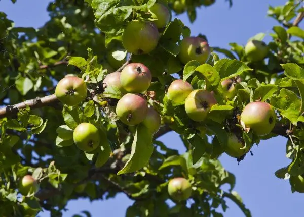 24-Temporada-de-sidra-manzanas-1109.jpeg