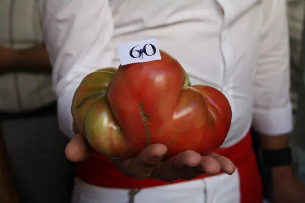 39-Tomate-feo-archivo-1120.jpg