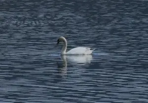 27-Cisne-com&uacute;n-nuestra-fauna-1129-300x209.jpg