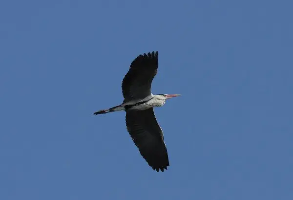 19-Garza-Real-en-Pitillas-1131.jpg