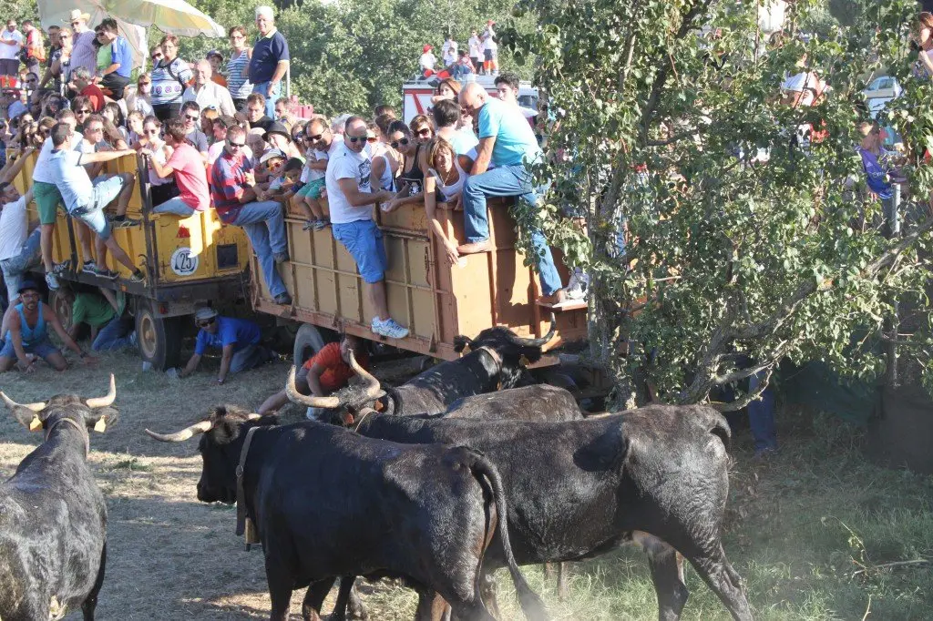 18-Tra&iacute;da-de-las-vacas-archivo-1138-1024x682.jpg