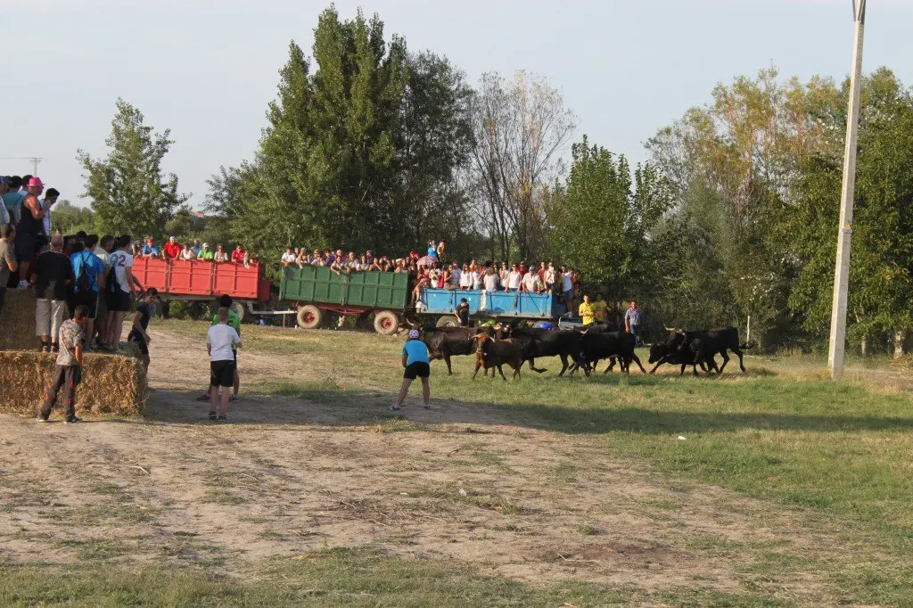 7-Tra&iacute;da-de-las-vacas-de-Cintru&eacute;nigo-1-1139-1024x682.jpg