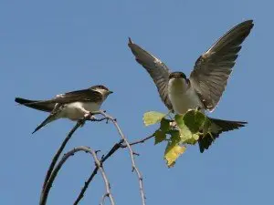 28-Avi&oacute;n-com&uacute;n-especie-protegida-1139-300x225.jpeg