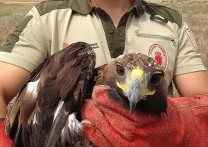 22-&Aacute;guila-real-muerta-1142-300x213.jpg