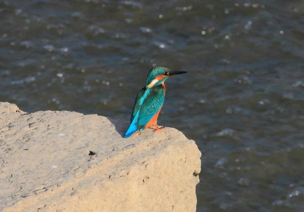 19-Mart&iacute;n-Pescador-1149.jpg