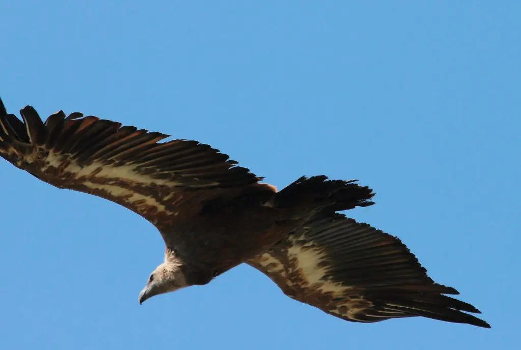 30-Nuestra-Fauna-Buitre-Leonado-1154-1024x688.jpg