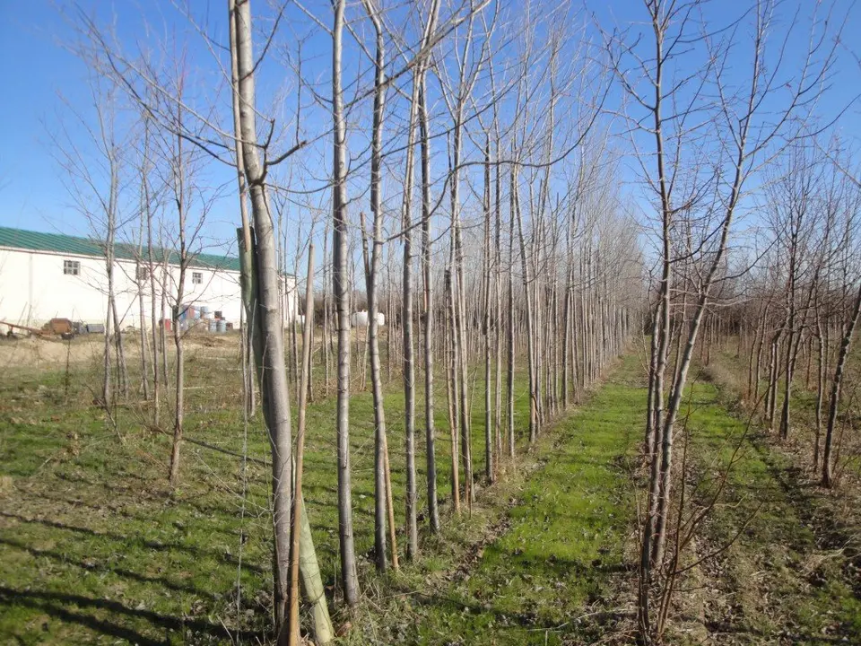 plantaci&oacute;n-de-chopos-Marcilla-1024x768.jpg