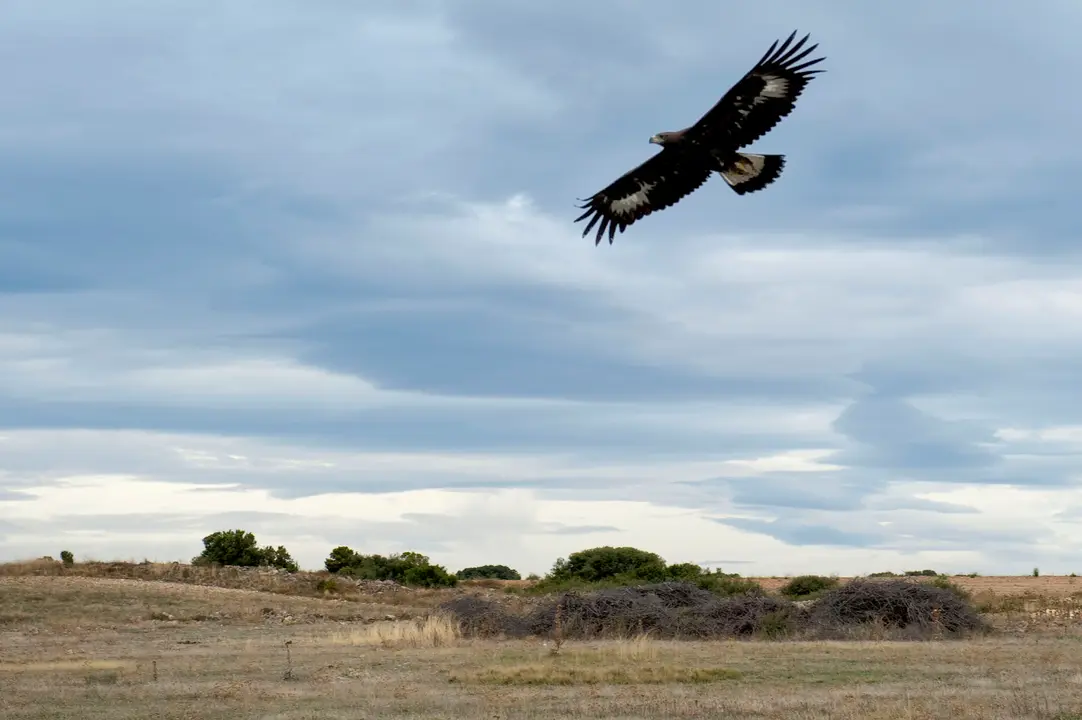 33-Aves-rapaces-en-Bardenas-1159.jpg