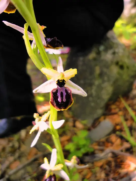 35-Orqu&iacute;dea-abeja-1166.jpg