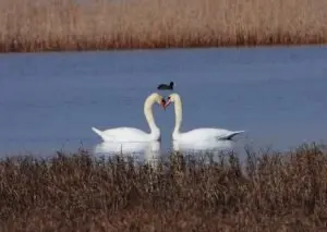 28-CIsne-salvaje-1170-300x213.jpg