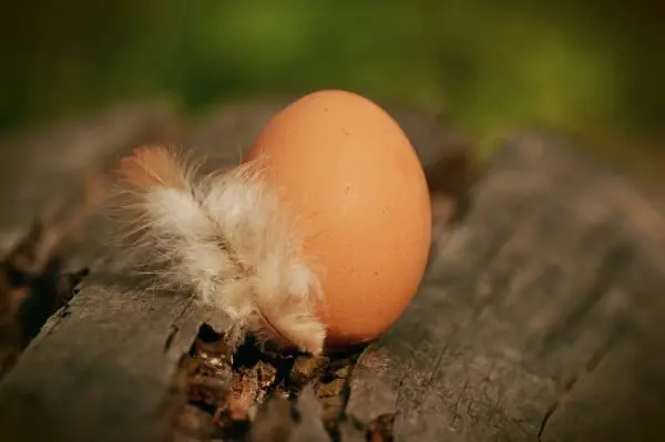 egg-1595940_1280.jpeg