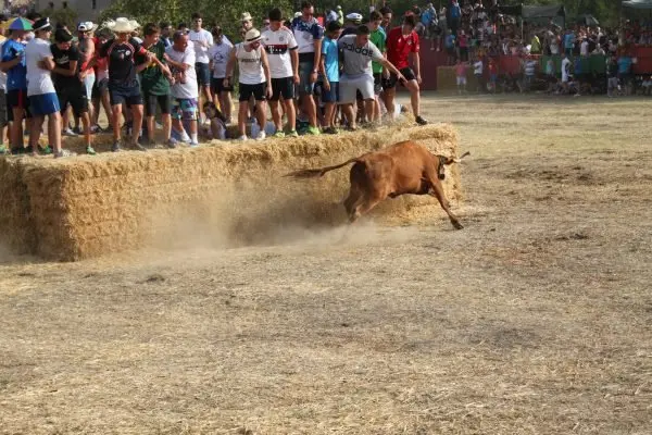 11-Tra&iacute;da-de-las-vacas-1-1174JPG.jpg