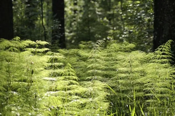 forest-208517_1280.jpg