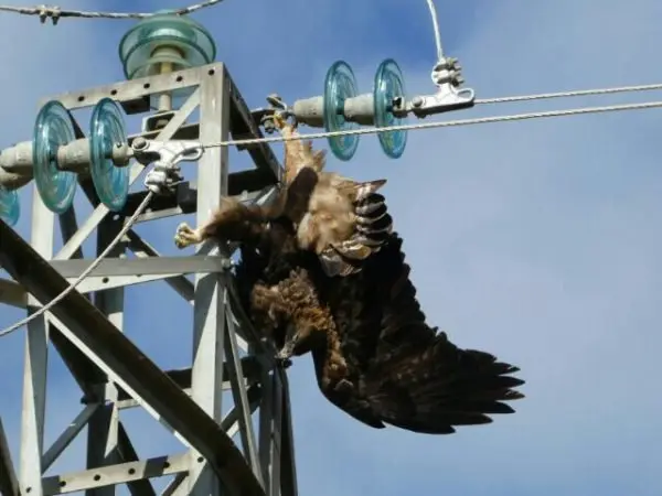 aguila-real-electrocutada-1.jpg