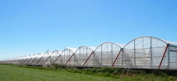 Nuevos-invernaderos-Vegetales-Linea-Verde-1.jpg