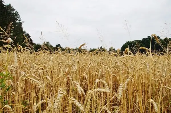 grain-881820_960_720.jpg
