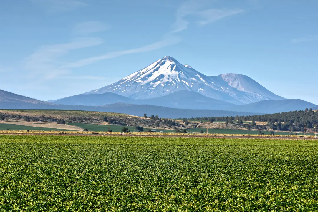 Vivero de Planasa en USA