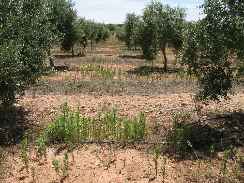 fichero.imagenes_Visita_Chaparrillo_2010_(20)_Conyza_en_olivo_glifosato_2bbd8af9#2E#jpg