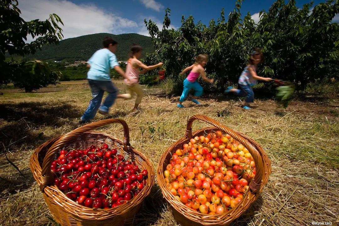 cerezas_patxi_uriz