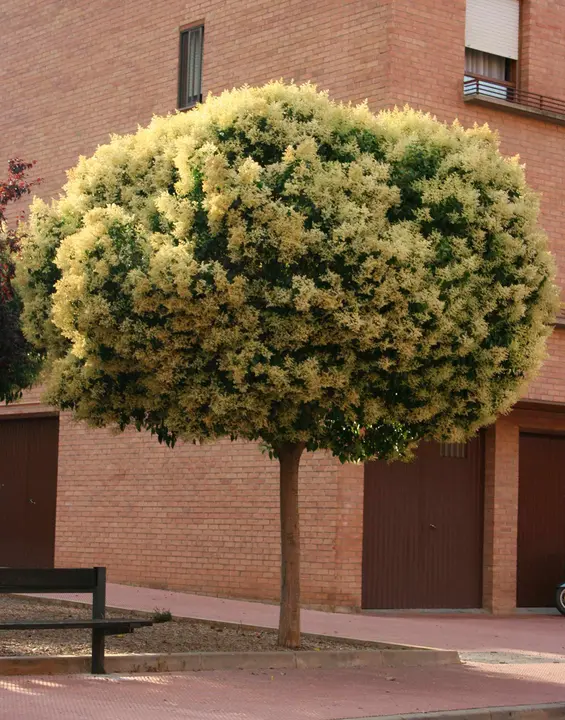 arbol-sin-podar1