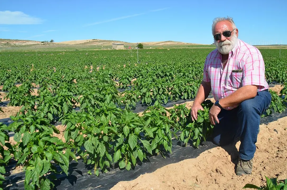 Javier Navarro Moracho, Hortelano 2017, en una de sus plantaciones de pimientos.