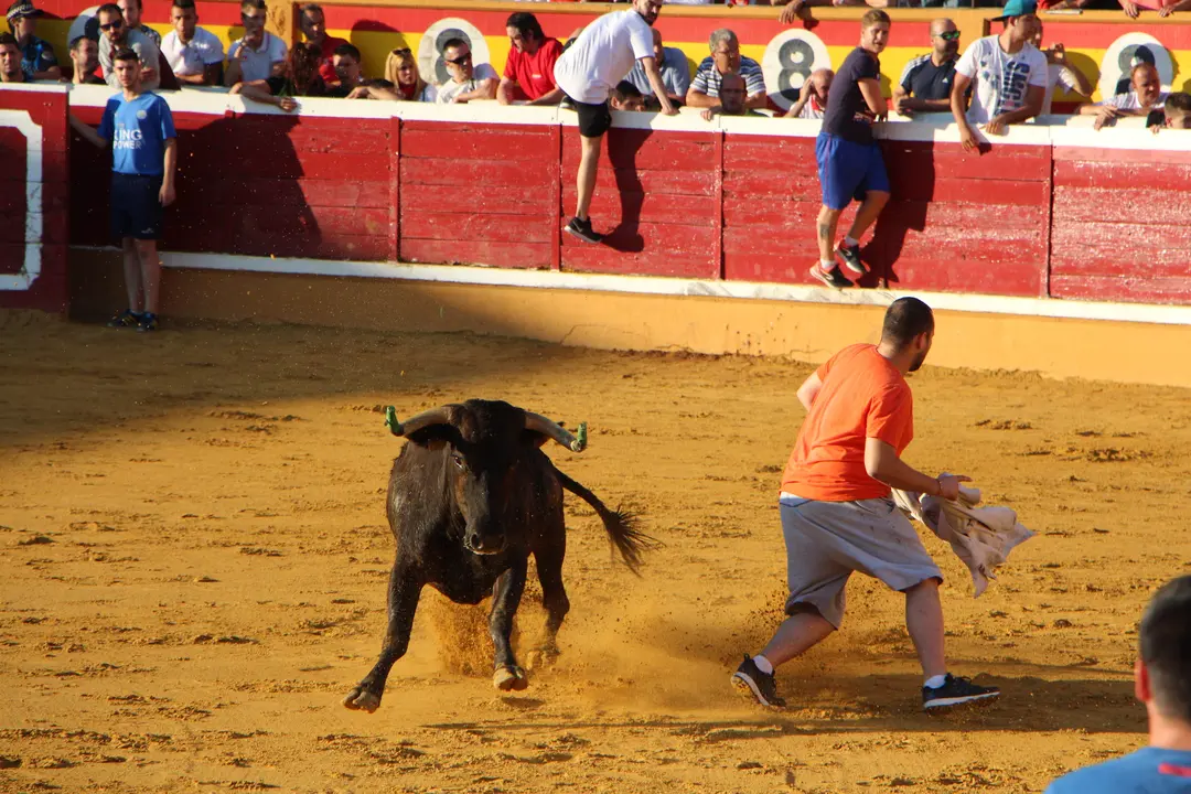 Suelta de vaquillas 28 julio 6