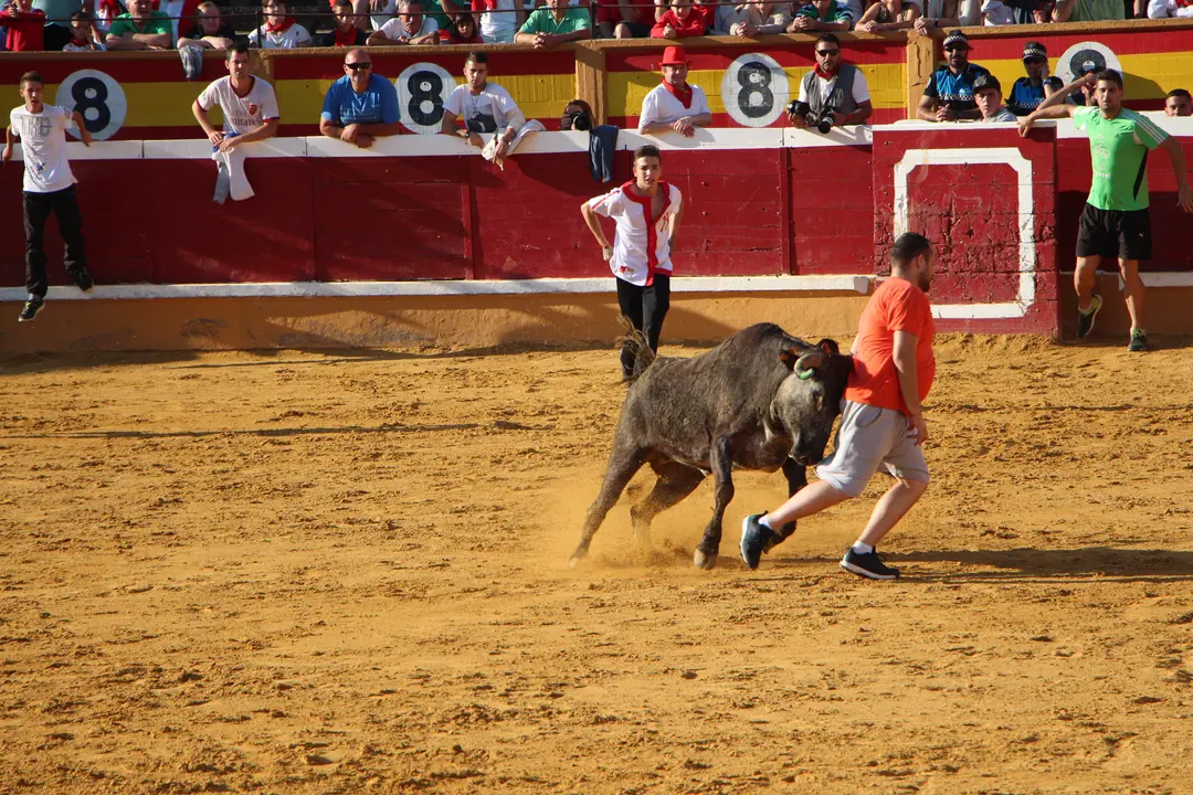Suelta de vaquillas 28 julio 12
