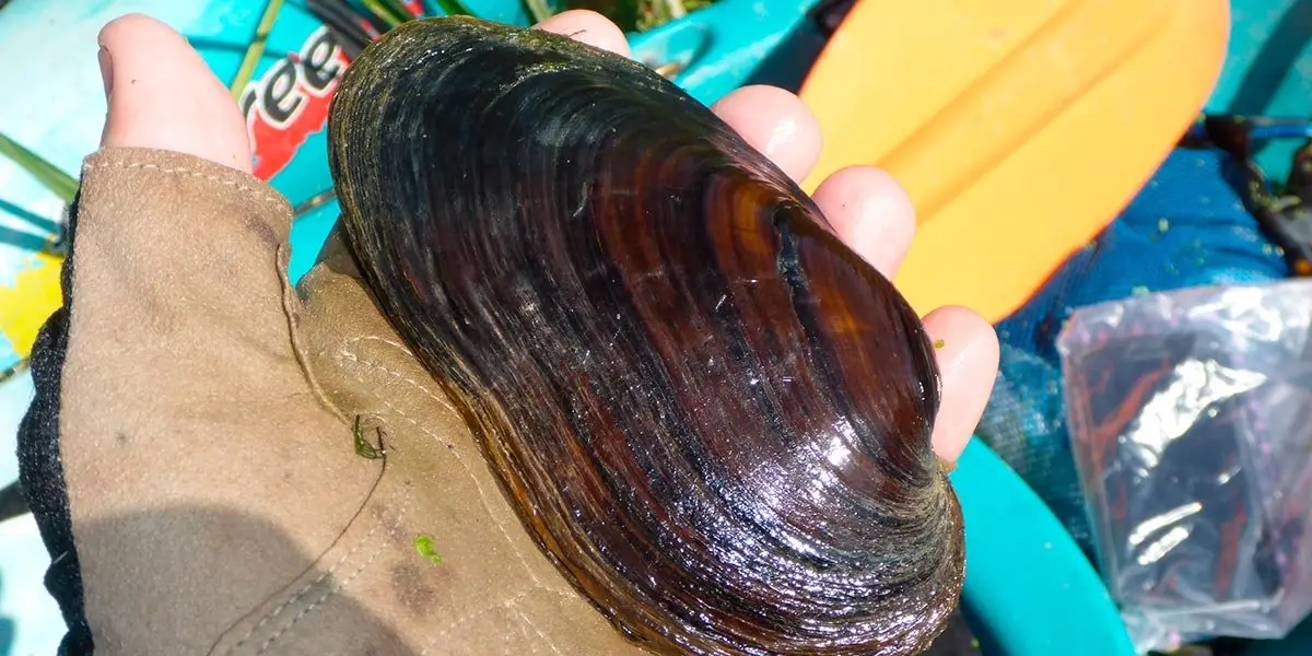 Margaritifera auricularia en el Ebro riojano