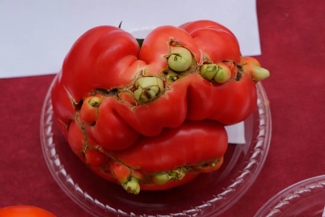 TOMATE-206
