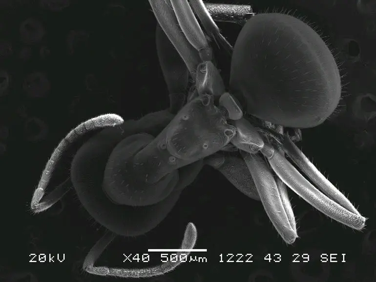 Exposici&oacute;n en Tudela 'El ojo electr&oacute;nico' de Jos&eacute; Javier Vespertinas Oroz y charla de divulgaci&oacute;n sobre fotograf&iacute;a microsc&oacute;pica