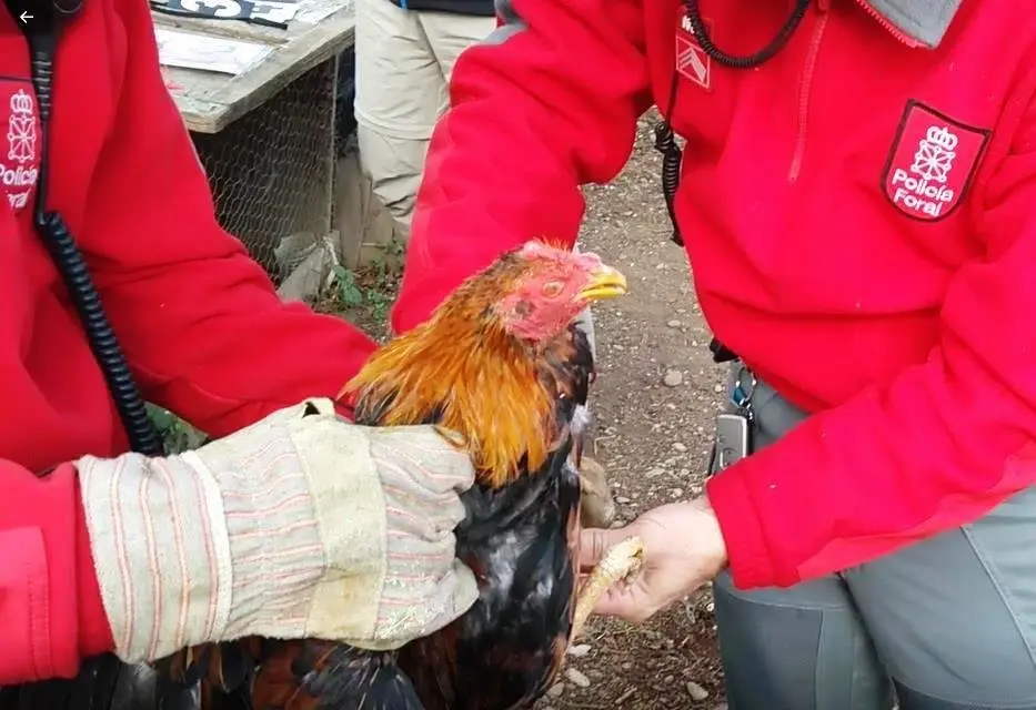 Gallos cogidos