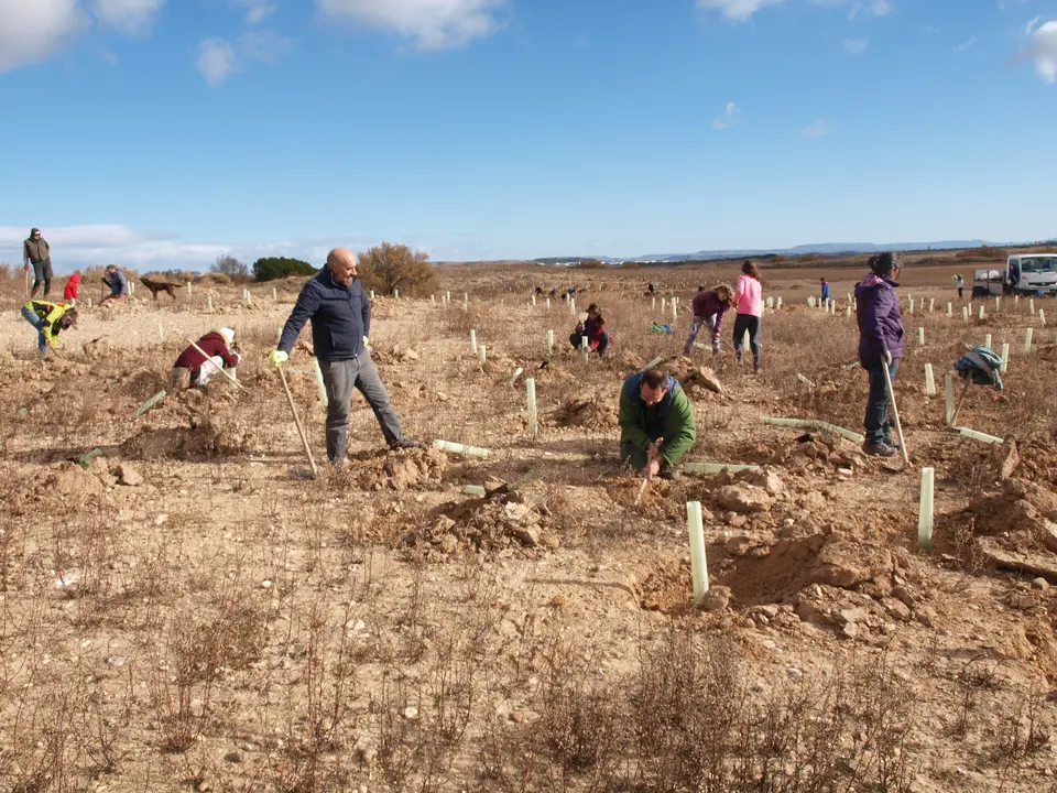 Reforestaci&oacute;n en el Pulguer 11