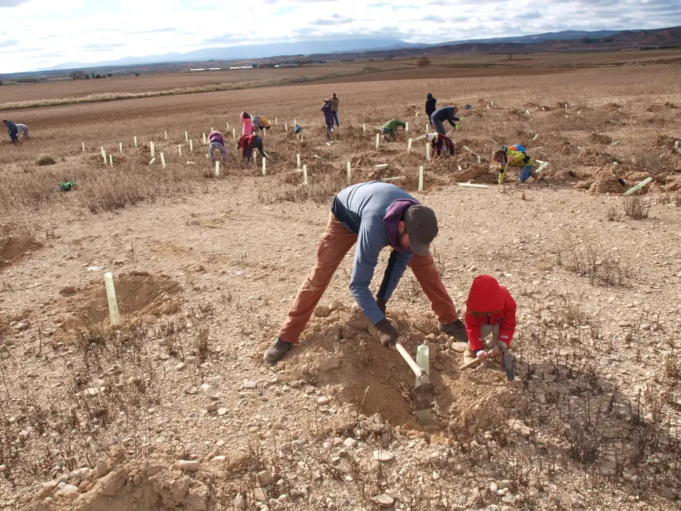 Reforestaci&oacute;n en el Pulguer 13