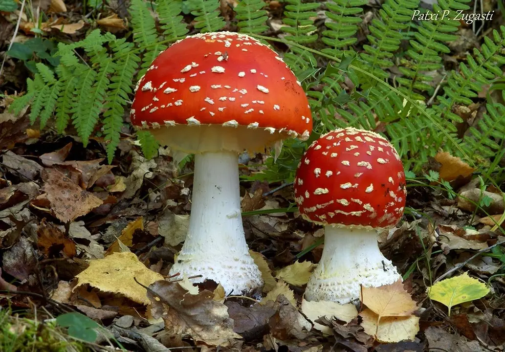 Amanita muscaria