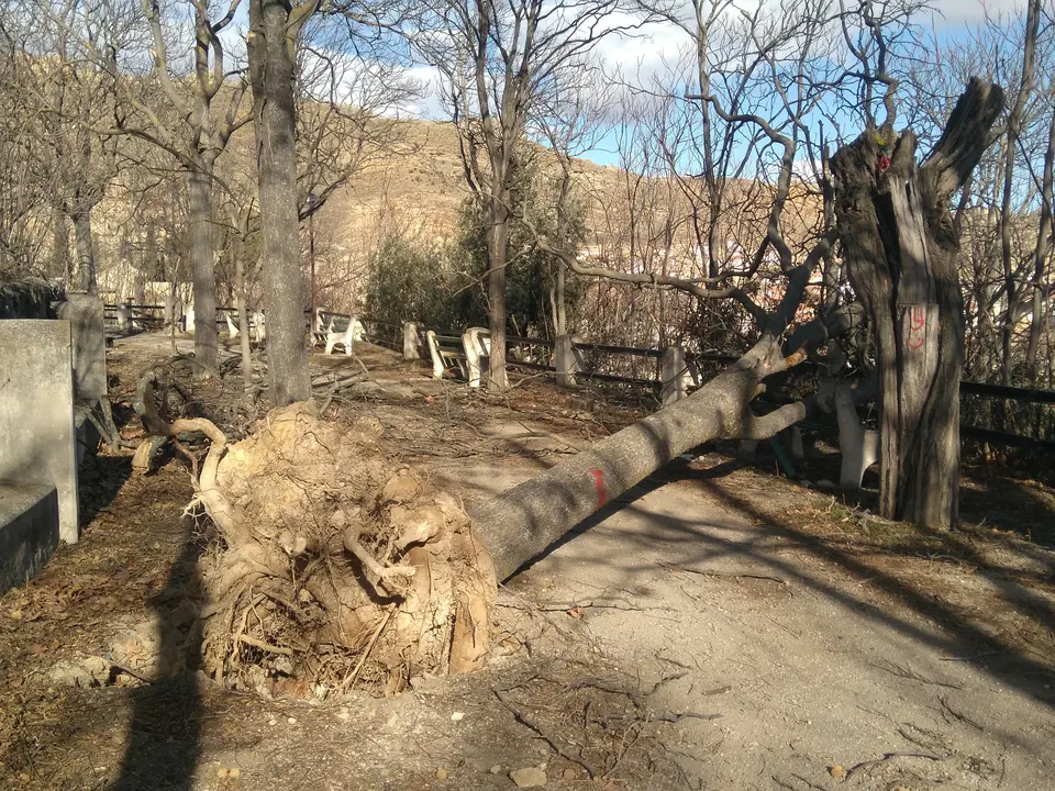 &Aacute;rbol derribado en el paseo de la ermita de la Soledad en Cervera del R&iacute;o Alhama