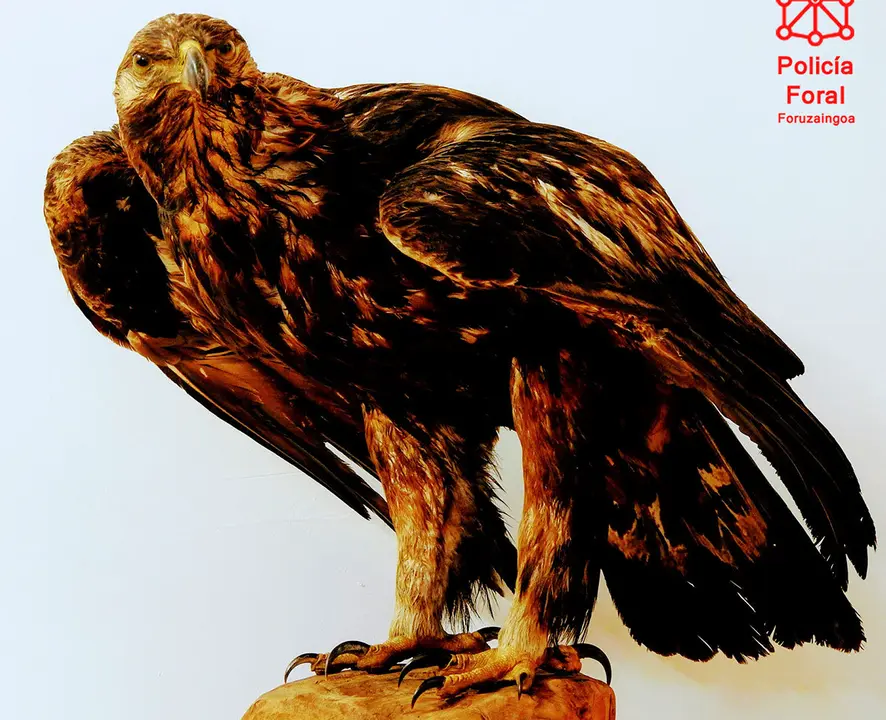 &Aacute;guila recuperada
