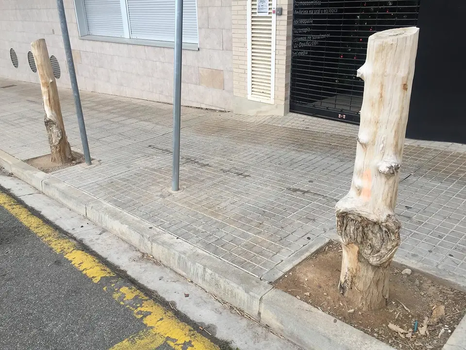 &Aacute;rboles desmochados y no replantados