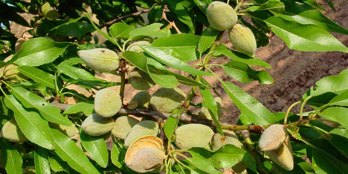 Habr&aacute; una especial dedicaci&oacute;n en el cultivo del almendro