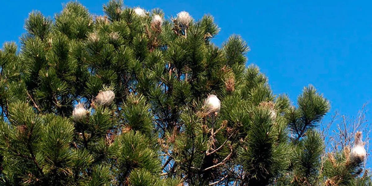 Procesionaria en unos pinos