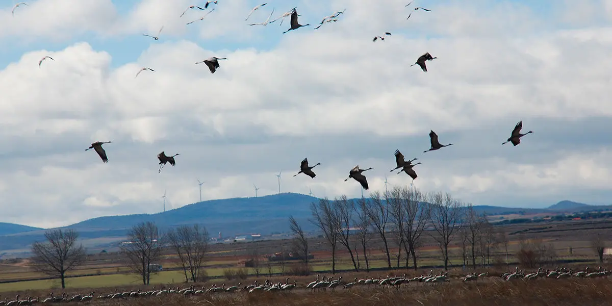 Grullas en Gallocanta