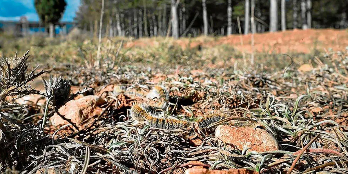 Imagen de procesionaria en el bosque