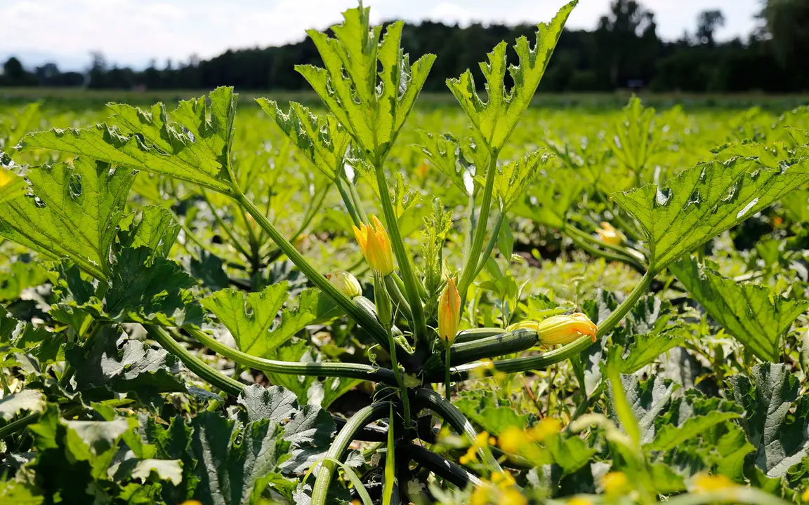 zucchini-1646562_1920